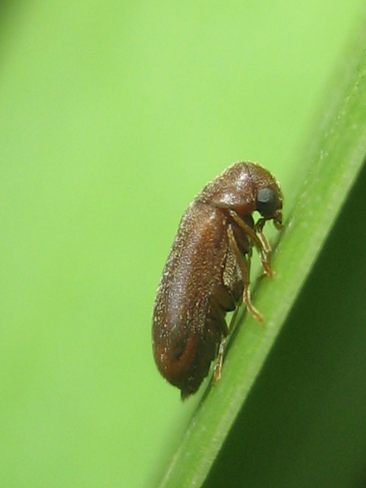 Ernobius mollis