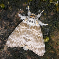 Lymantria mathura