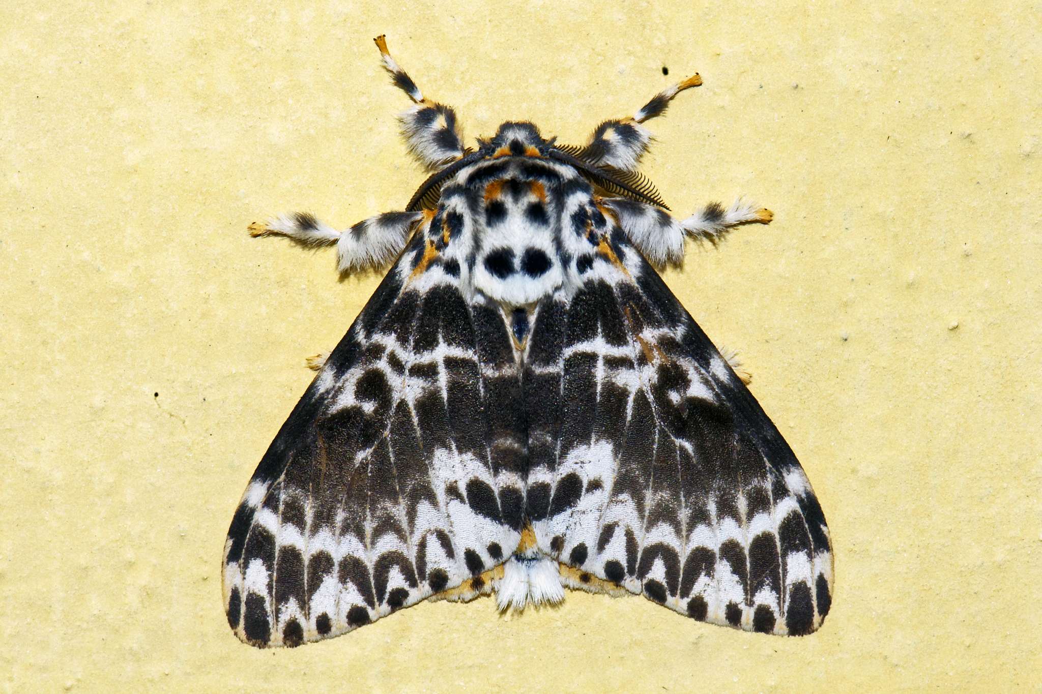 Lymantria mathura