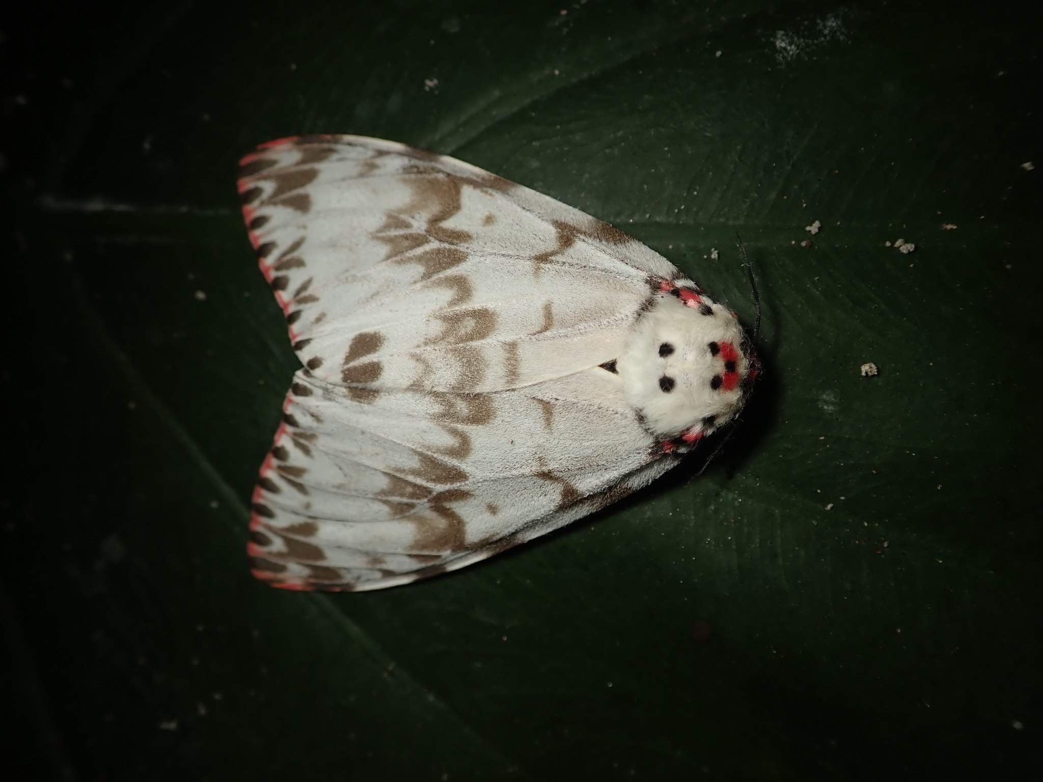 Lymantria mathura
