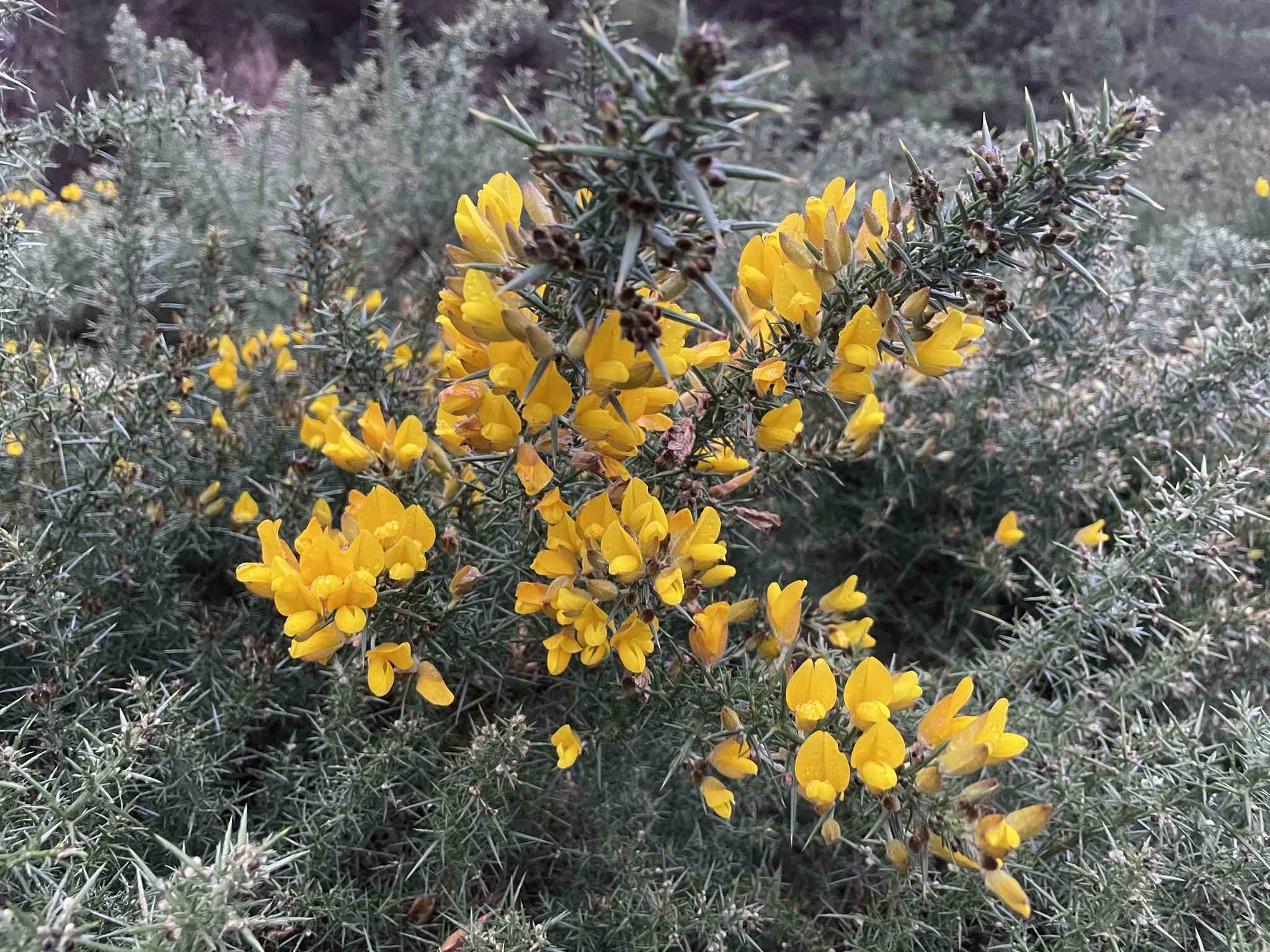Ulex europaeus