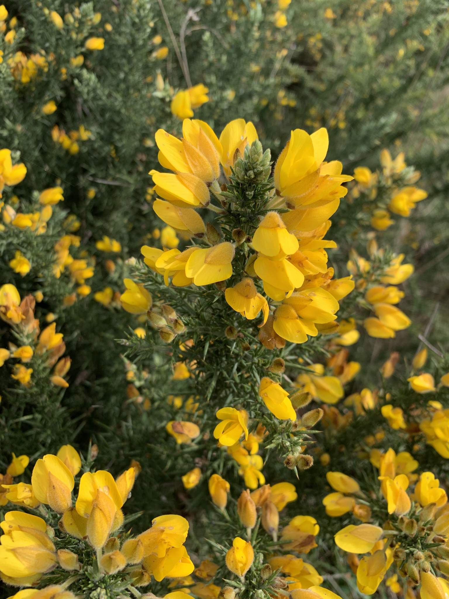 Ulex europaeus