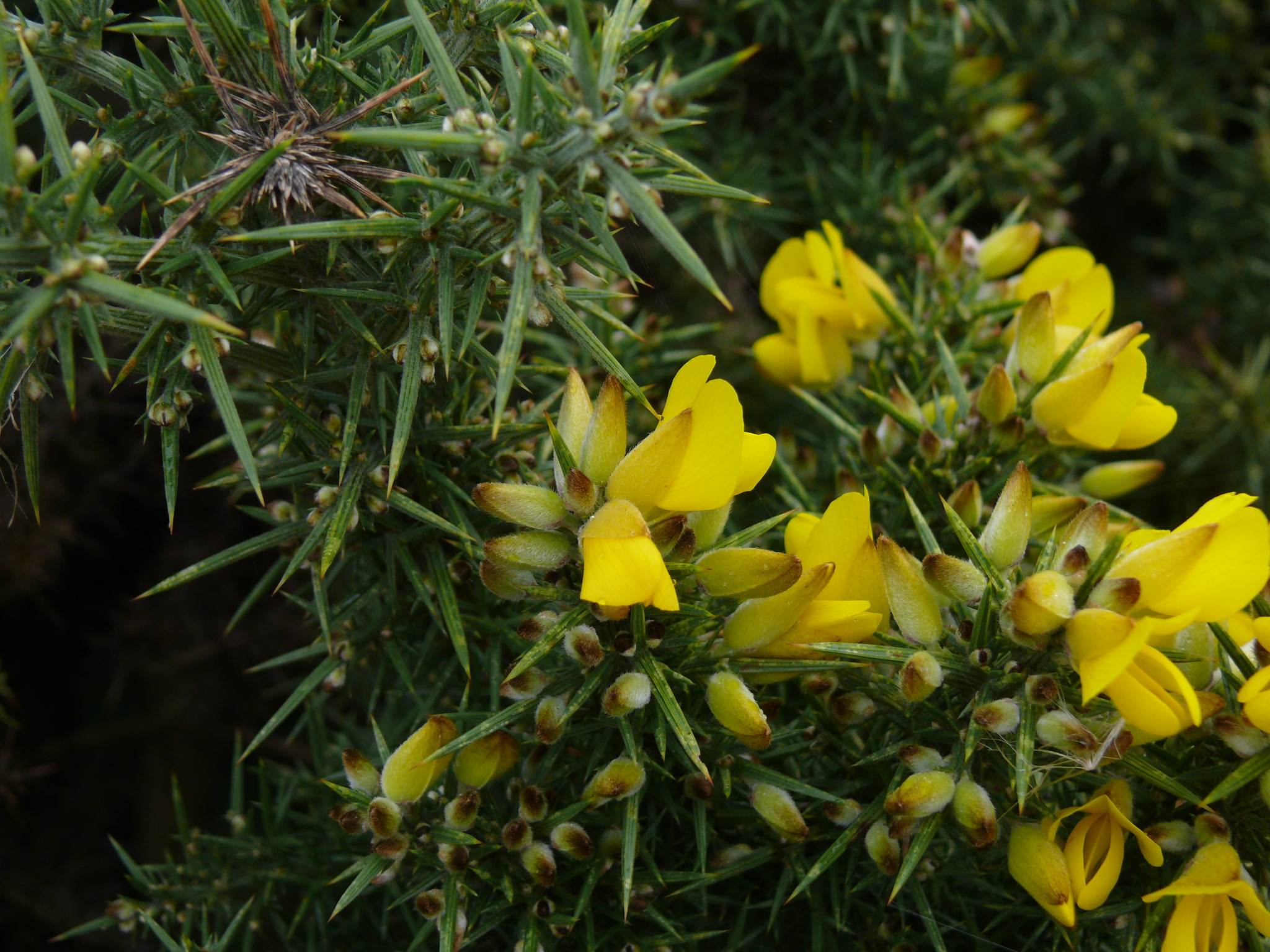 Ulex europaeus