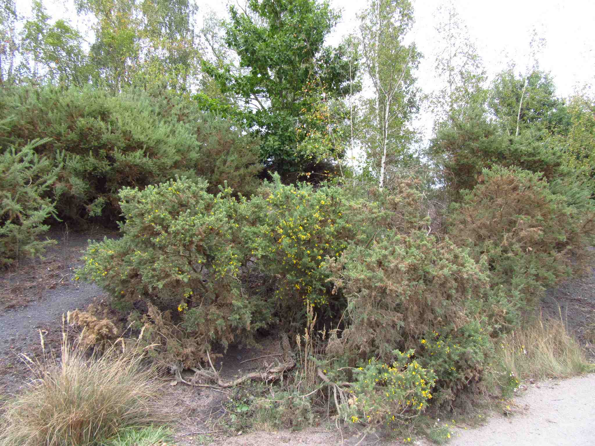Ulex europaeus