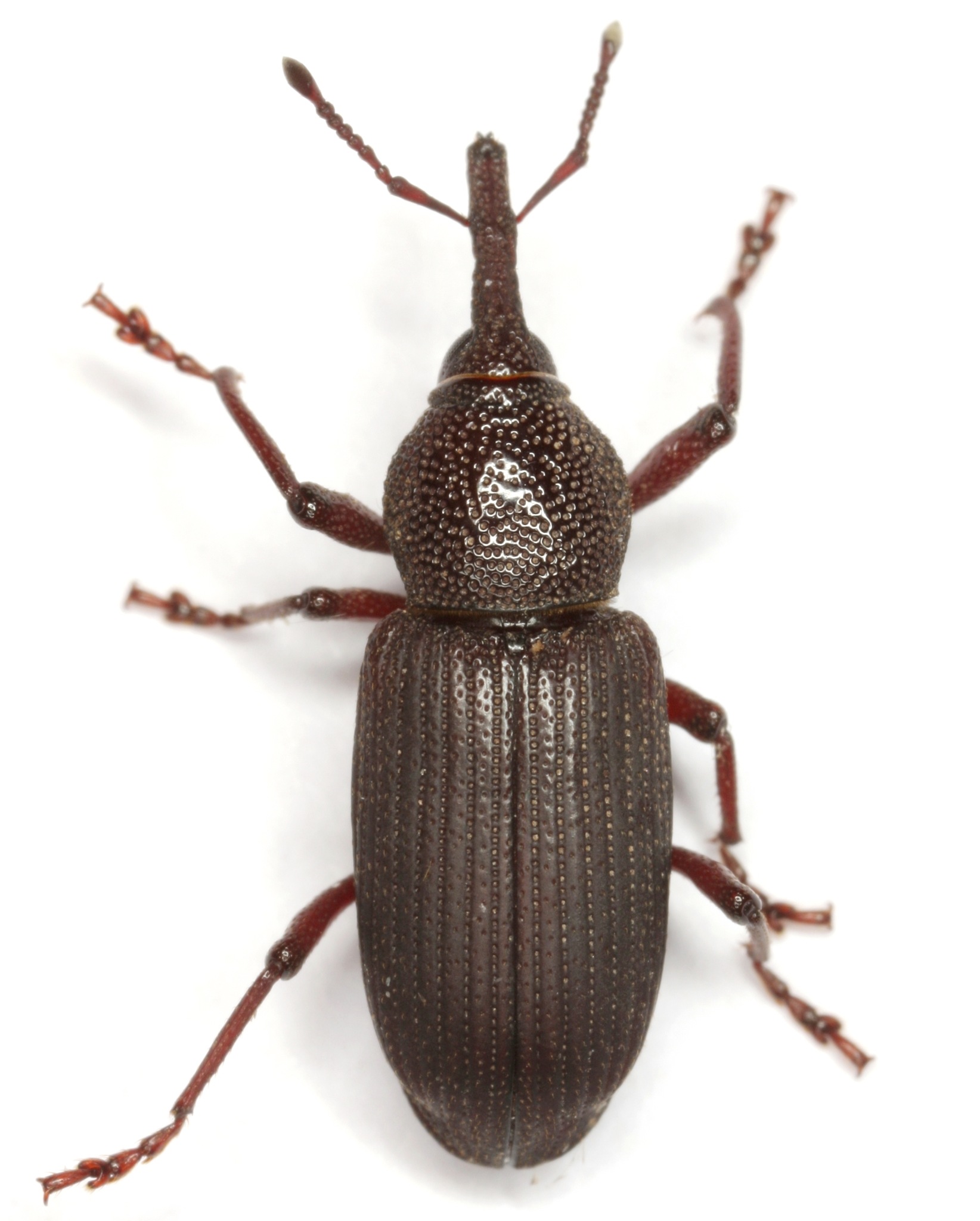 Yuccaborus