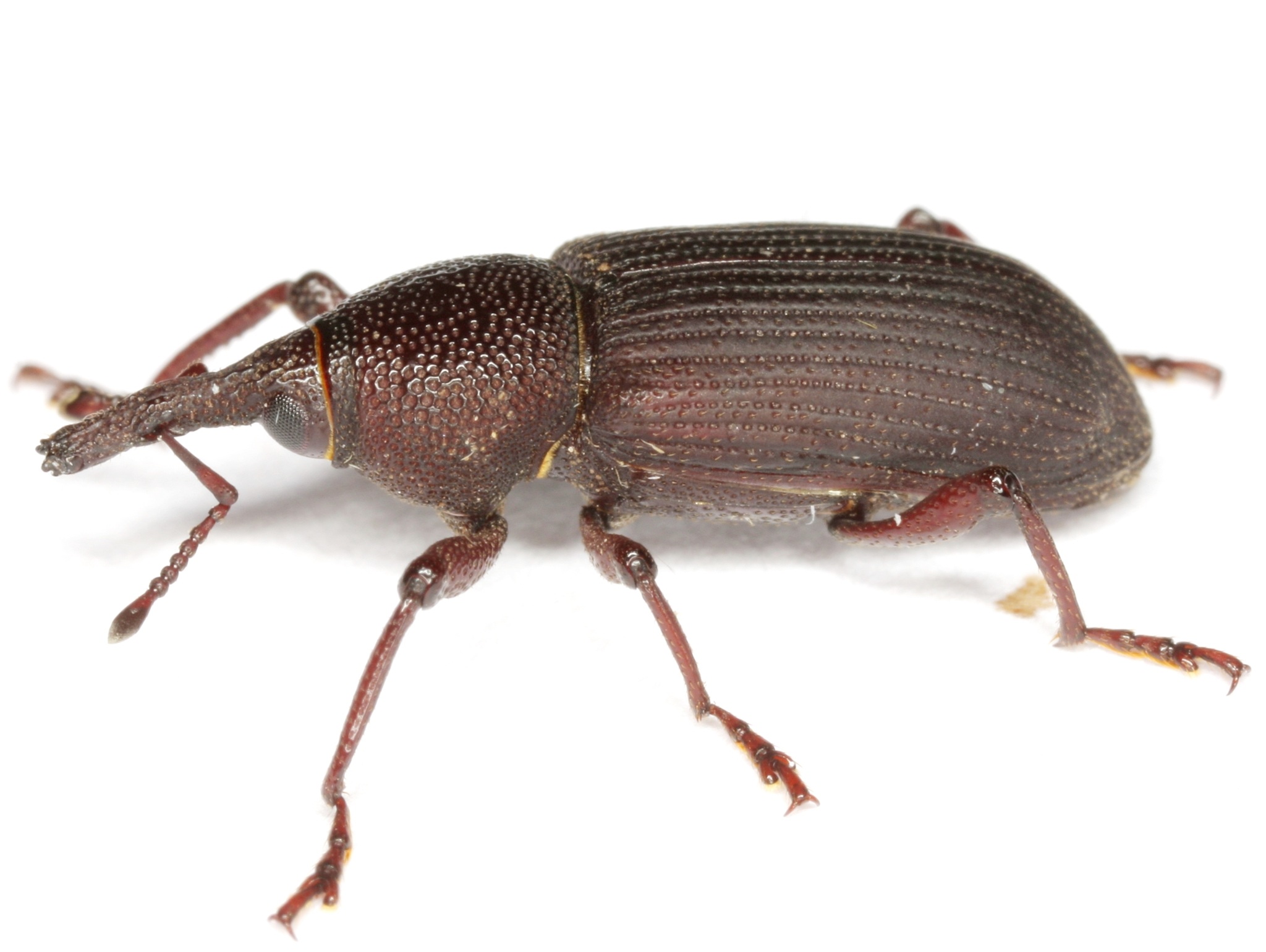 Yuccaborus
