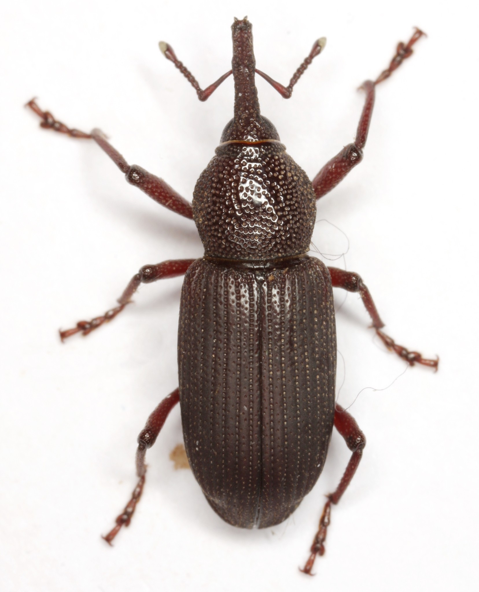 Yuccaborus