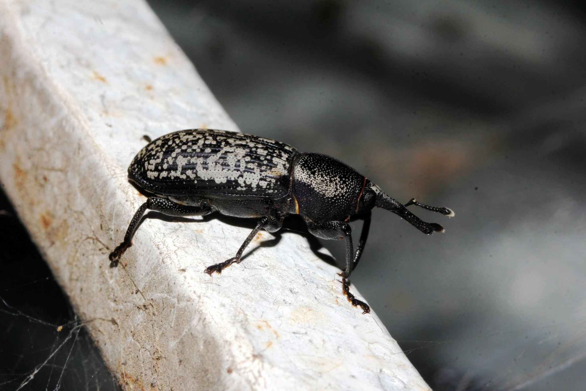 Yuccaborus