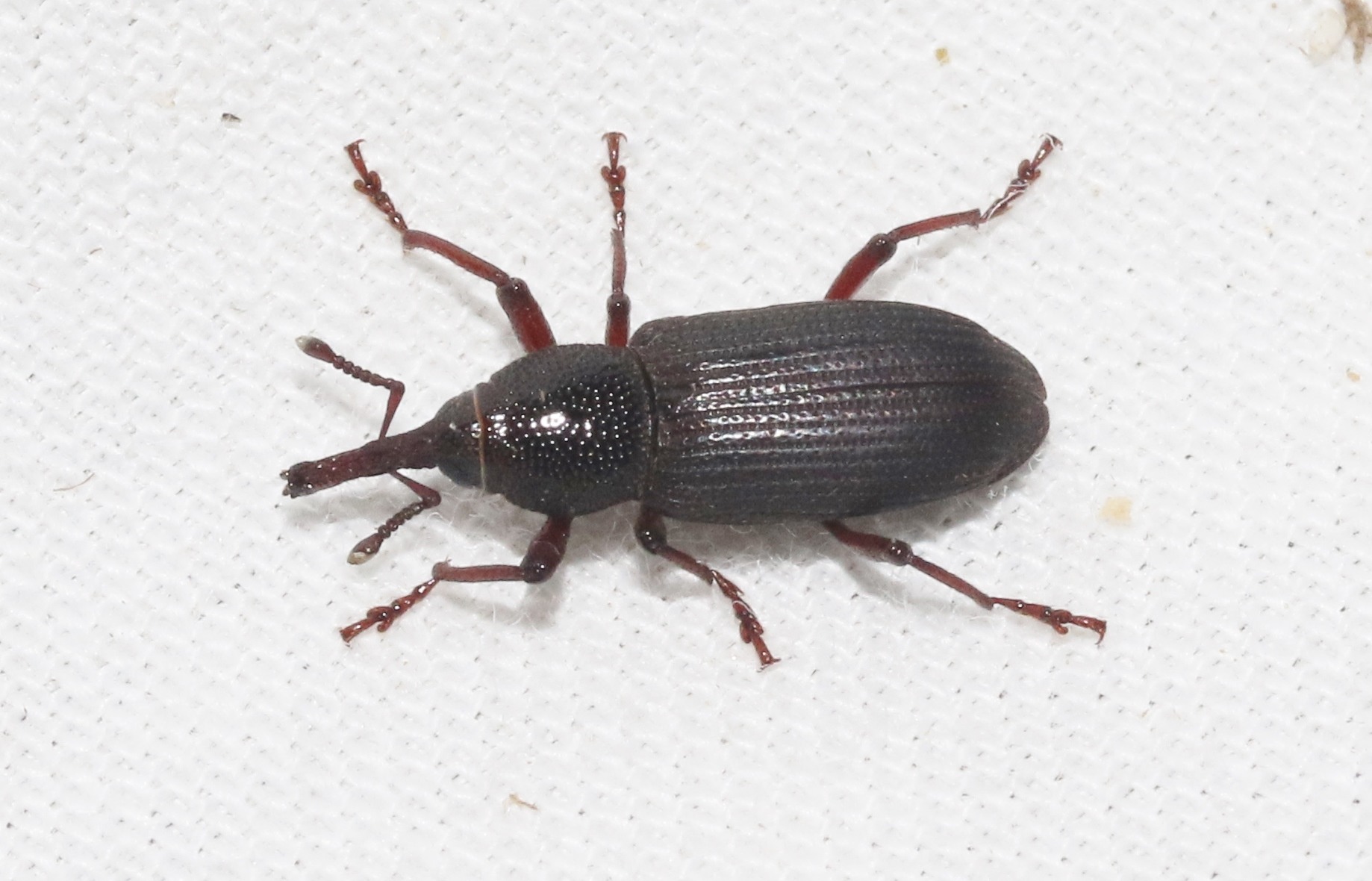 Yuccaborus
