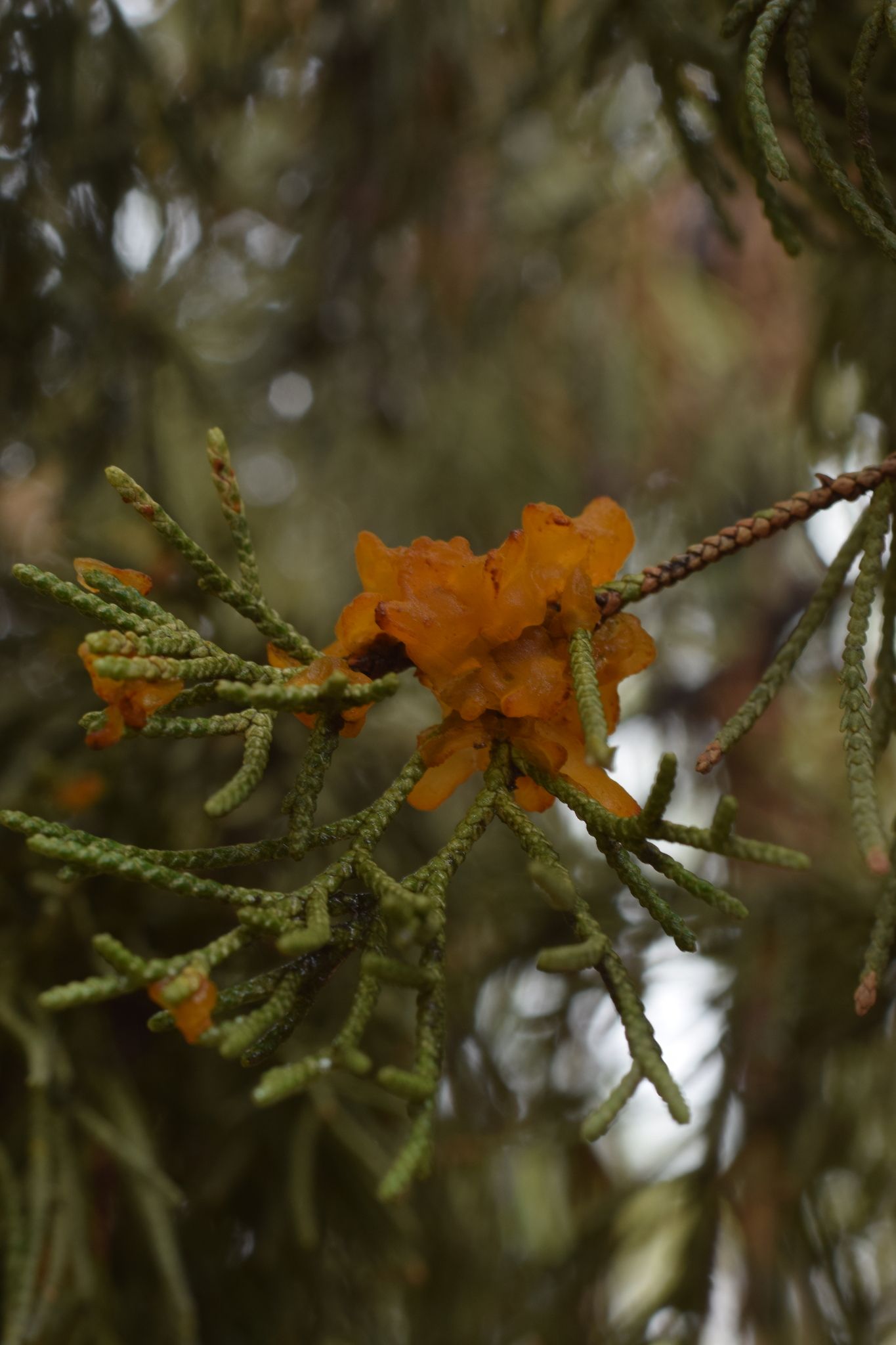 Gymnosporangium asiaticum