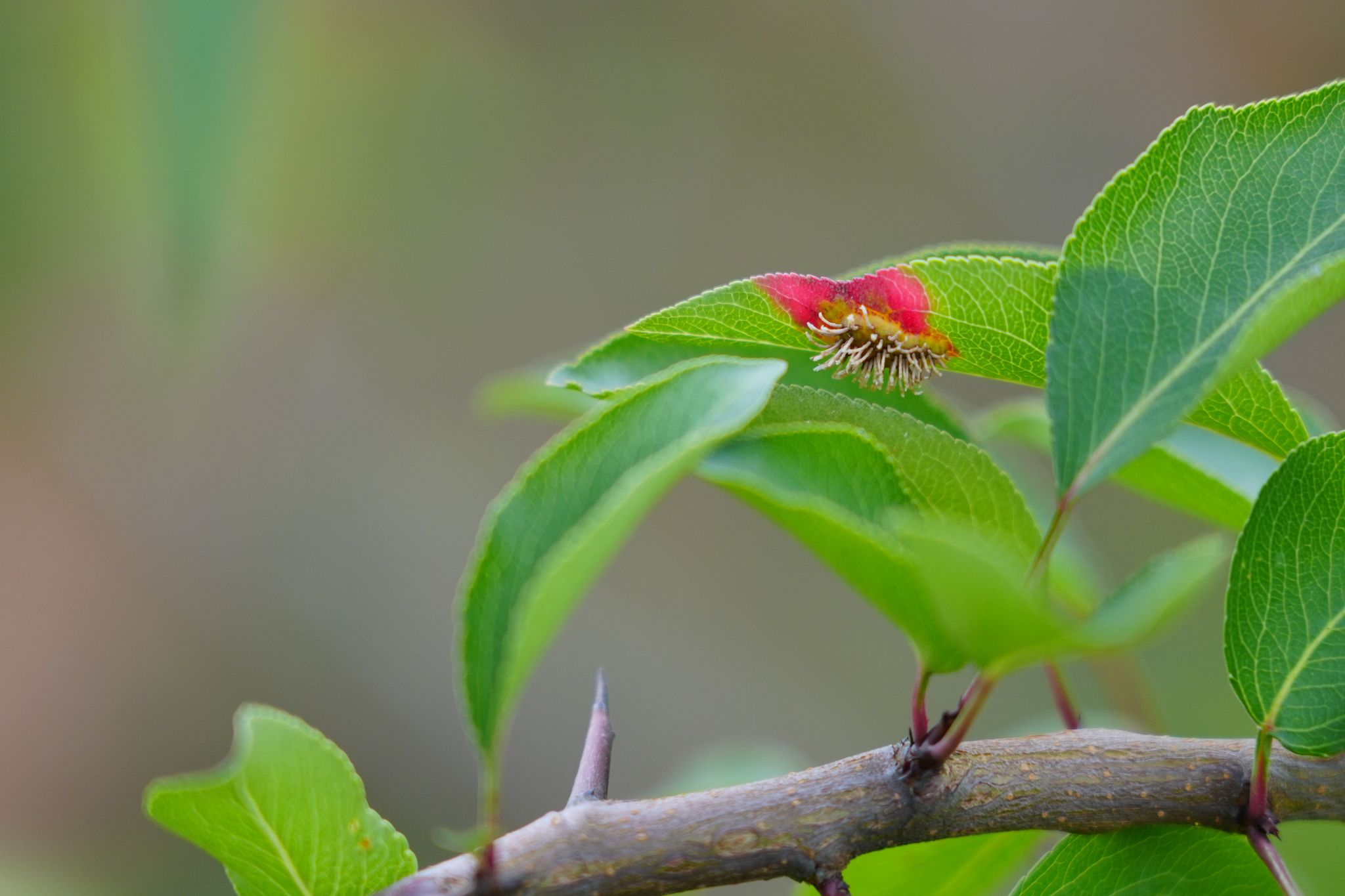 Gymnosporangium asiaticum