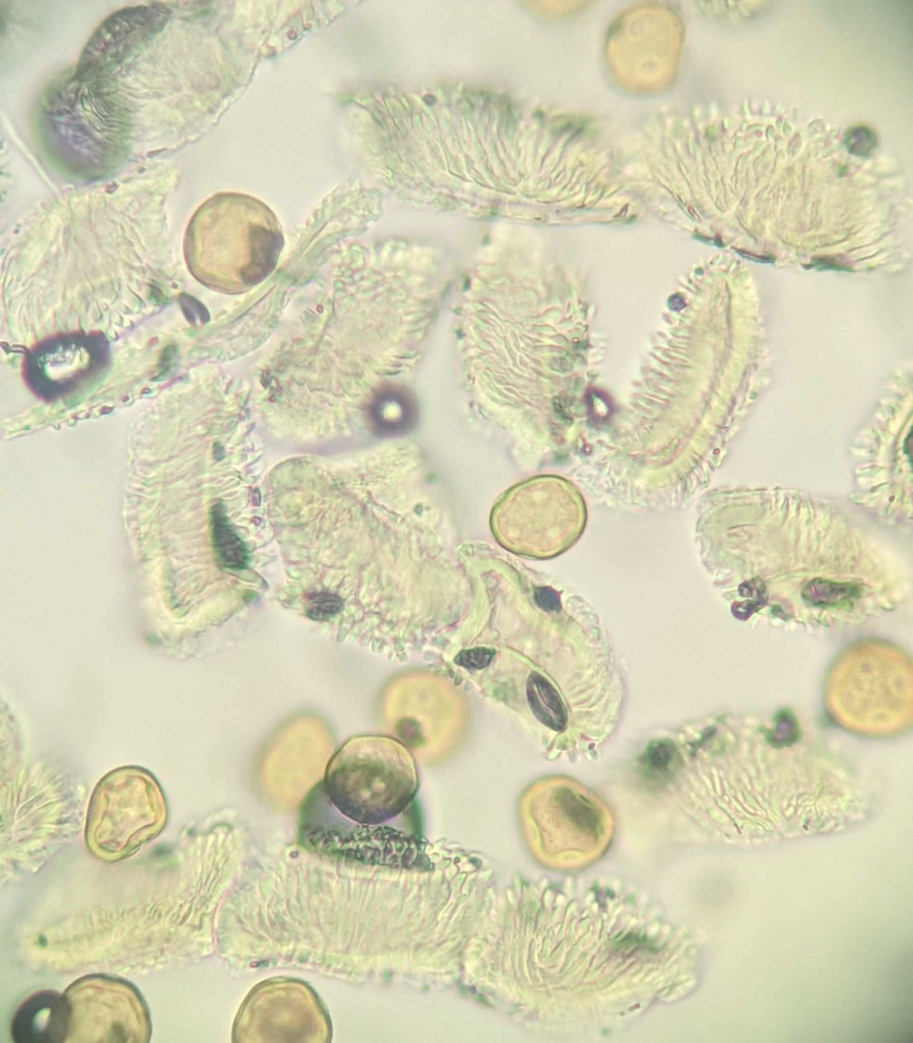 Gymnosporangium asiaticum