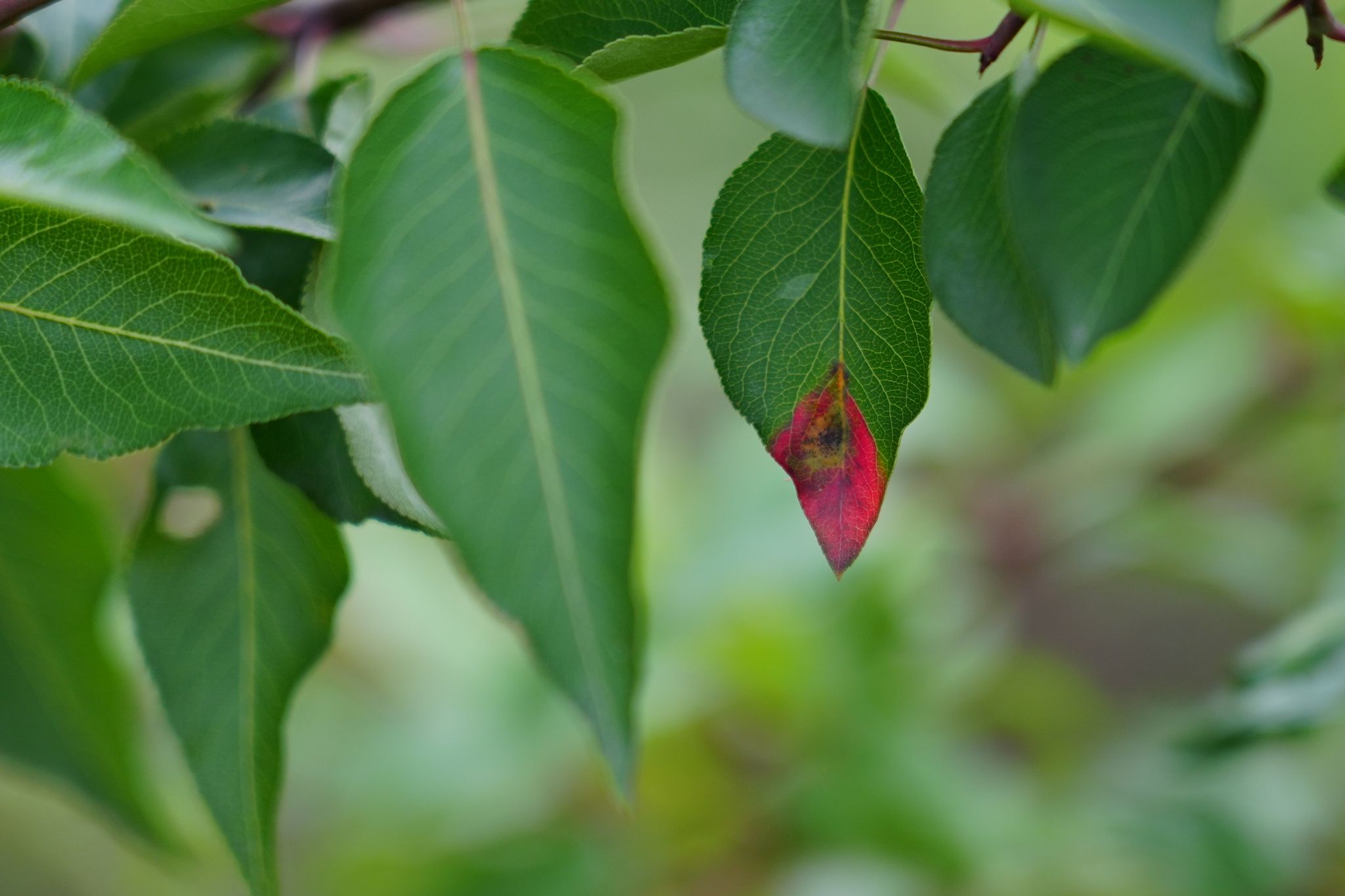 Gymnosporangium asiaticum