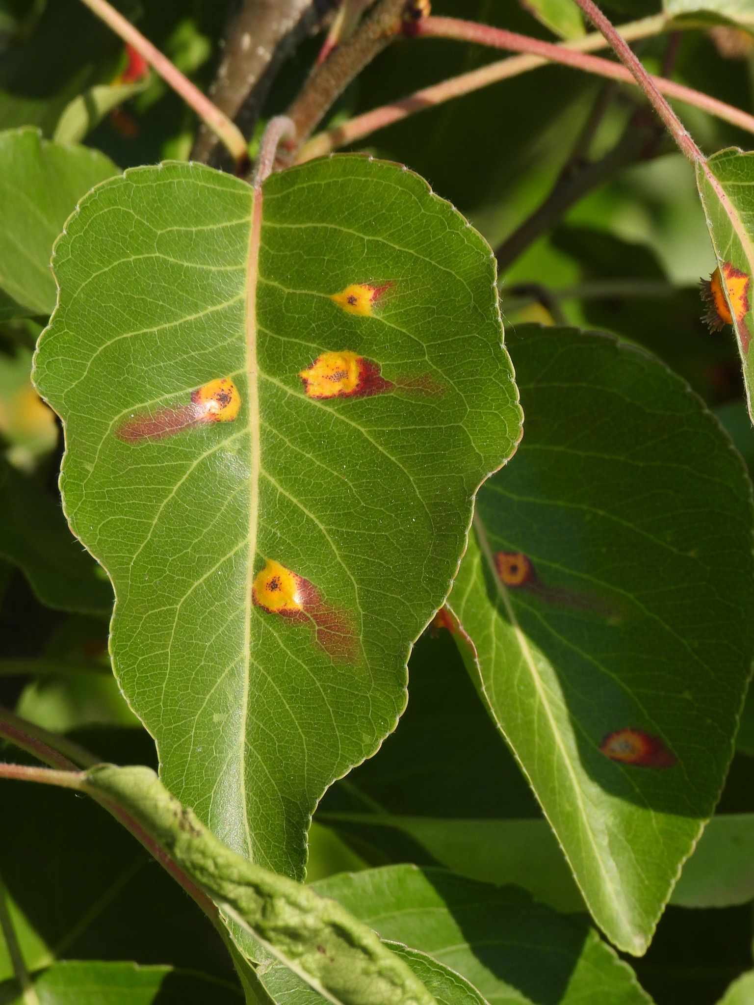 Gymnosporangium asiaticum