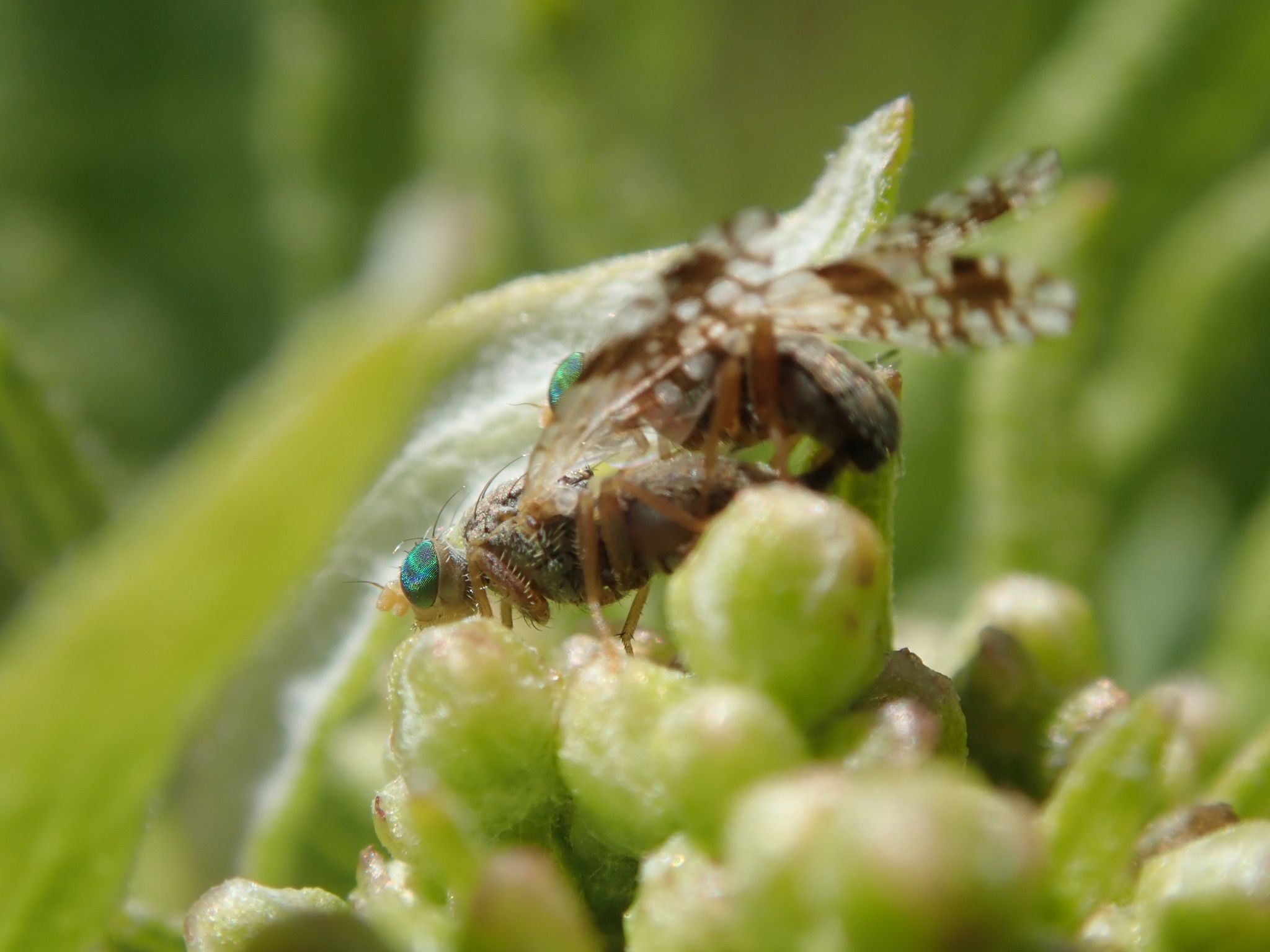 Tephritis ovatipennis