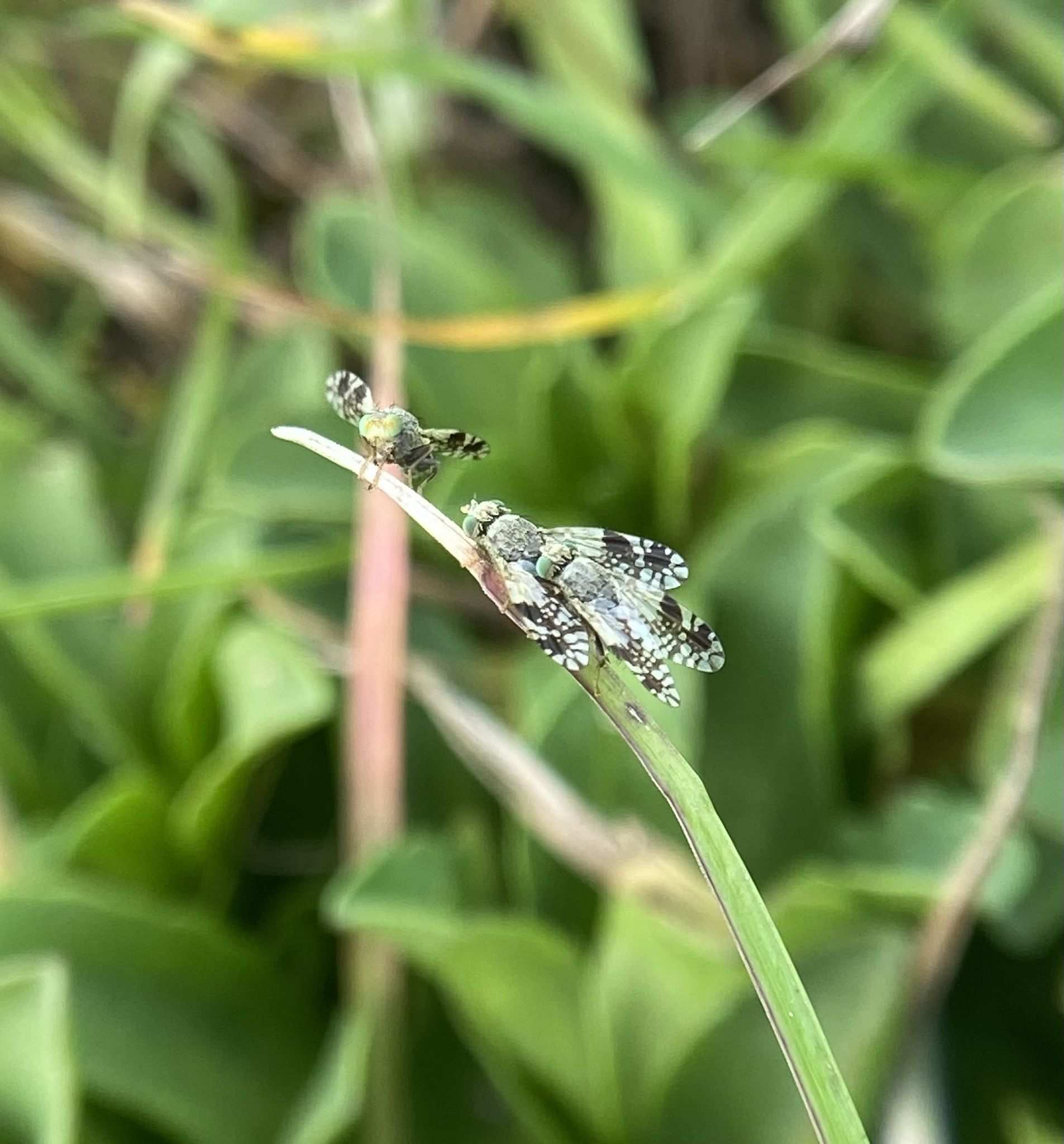 Tephritis ovatipennis