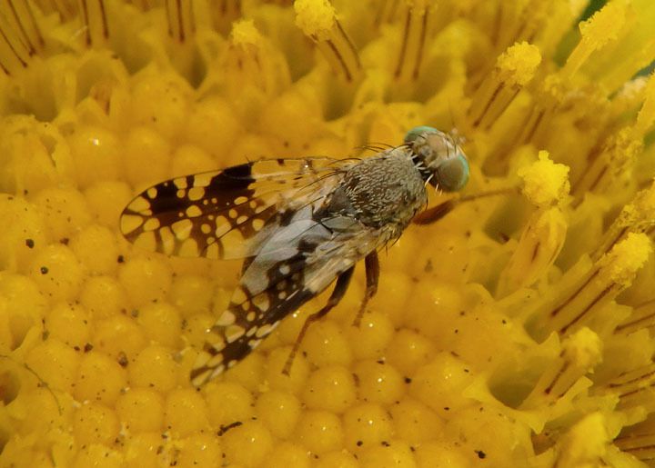 Tephritis ovatipennis