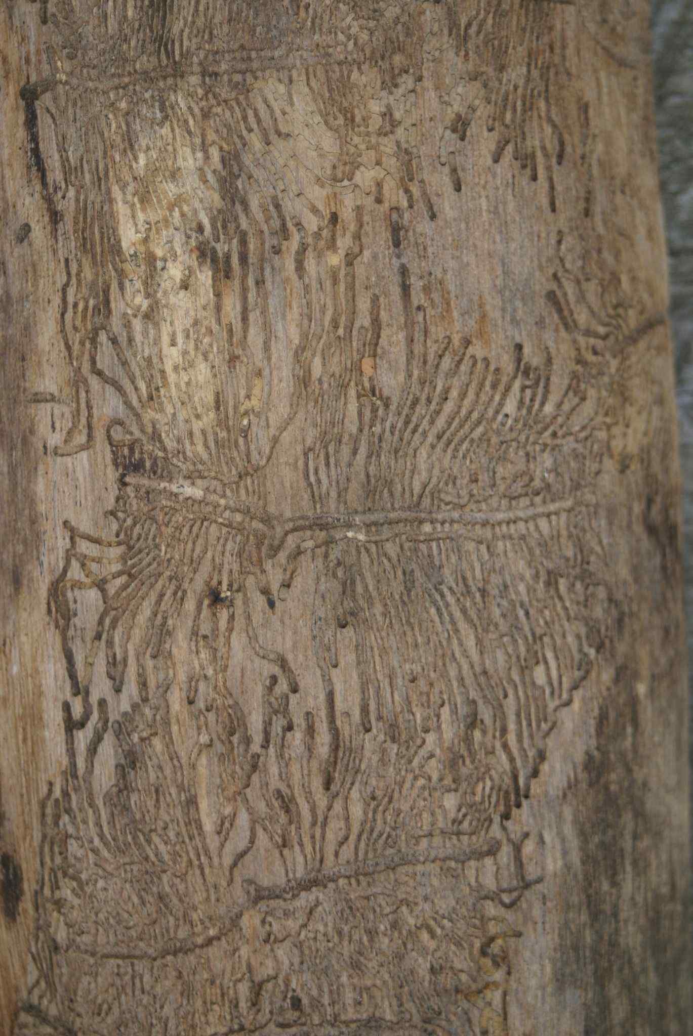 Hylesinus varius