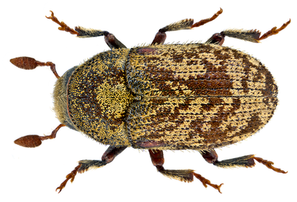 Hylesinus varius