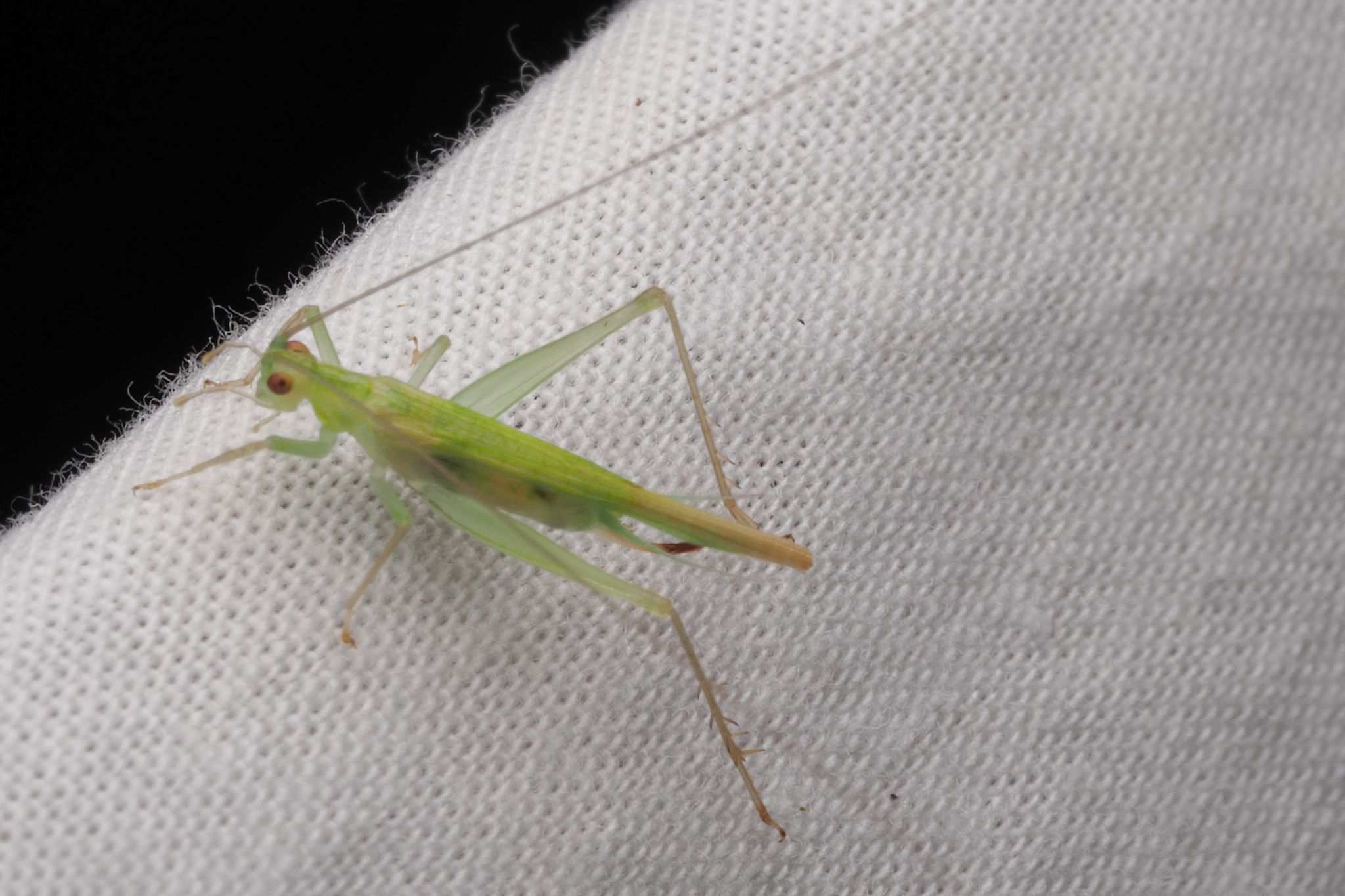 Macroanaxipha