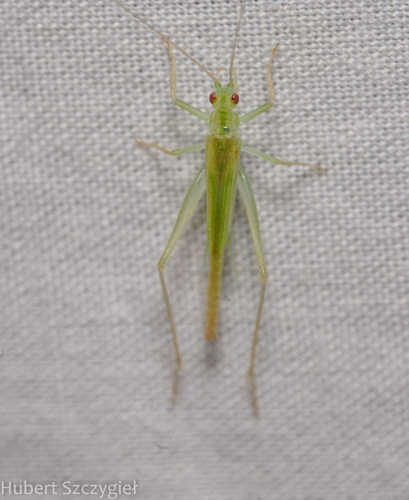 Macroanaxipha