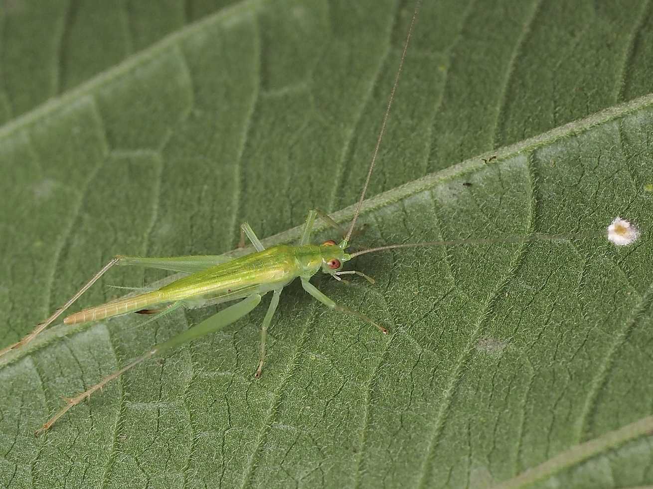 Macroanaxipha