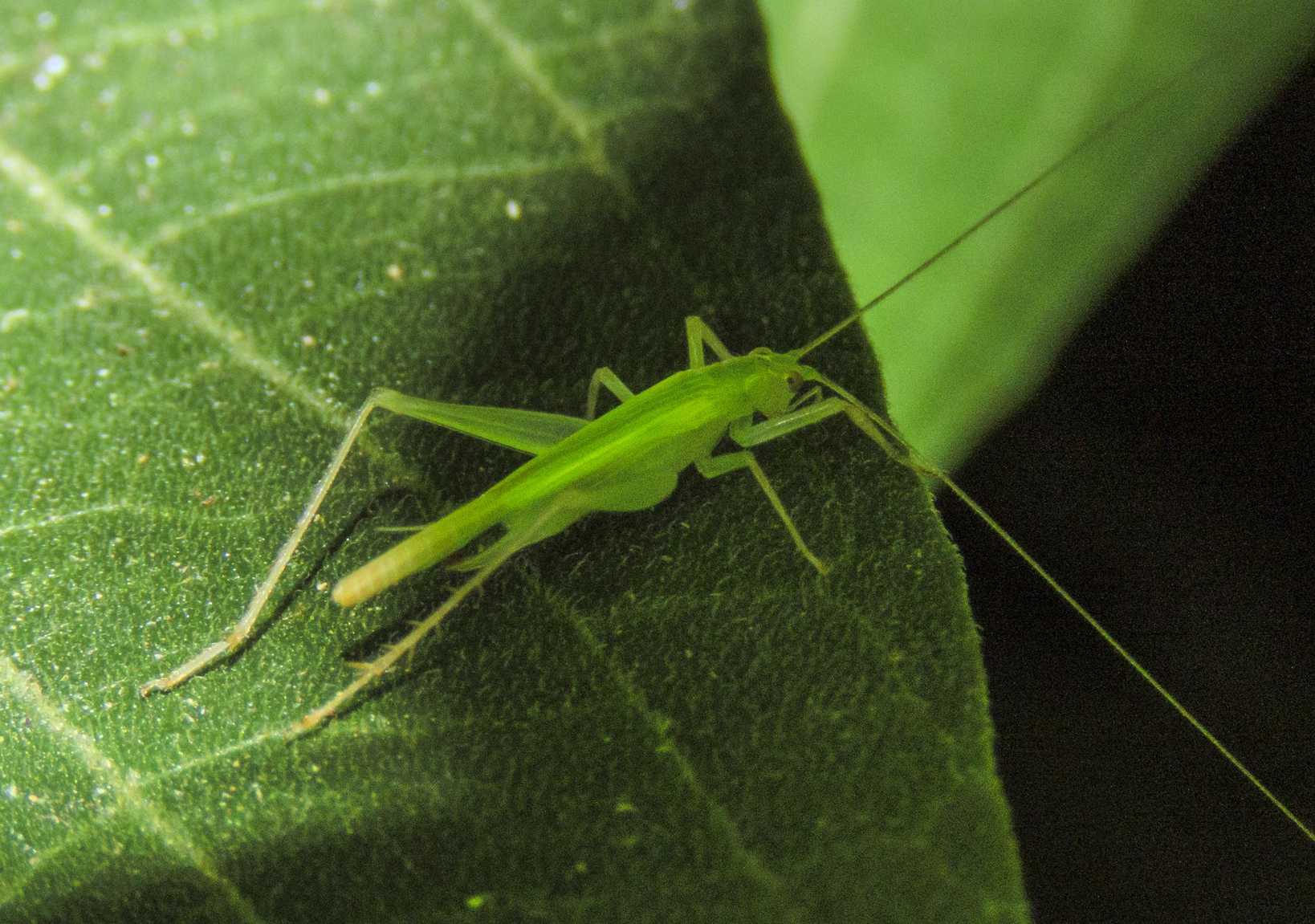 Macroanaxipha