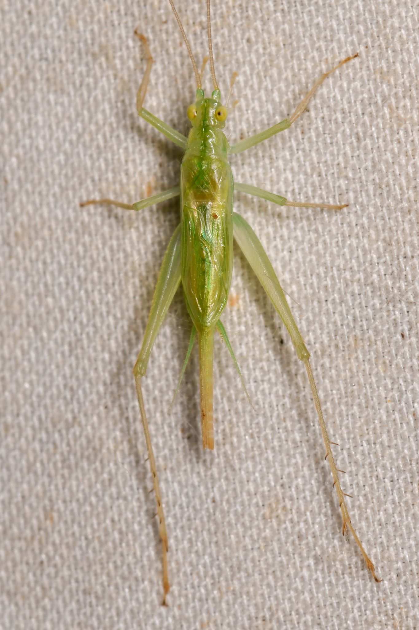 Macroanaxipha