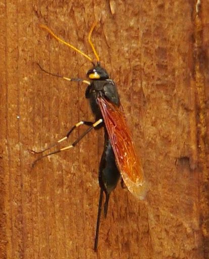 Urocerus californicus
