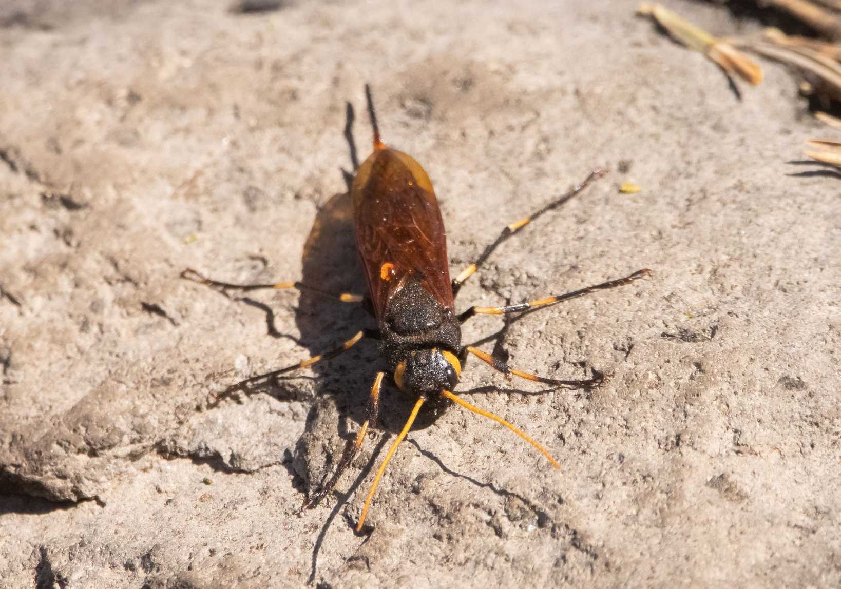 Urocerus californicus