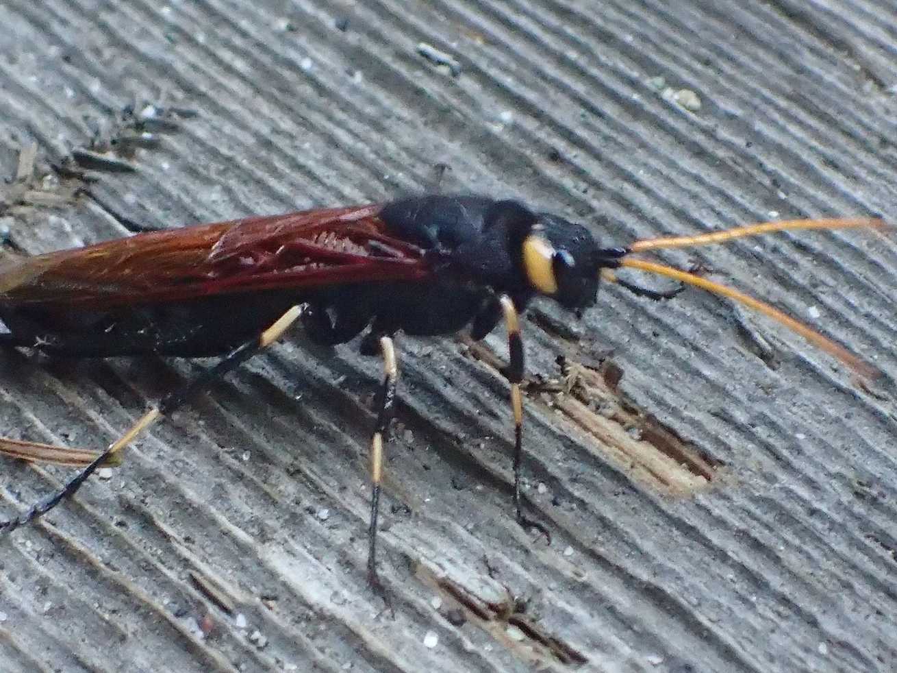 Urocerus californicus