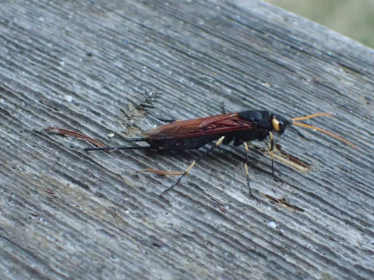 Urocerus californicus