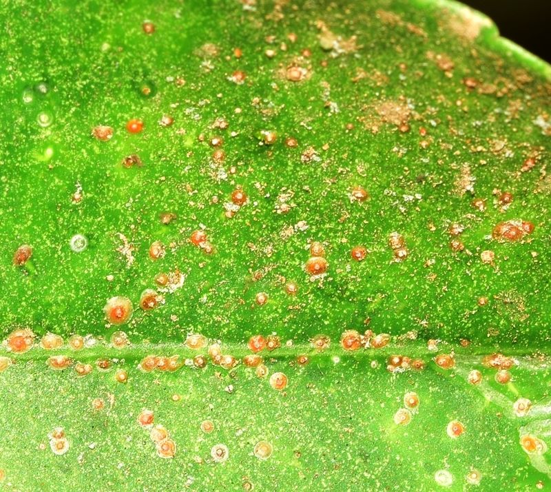 Chrysomphalus dictyospermi