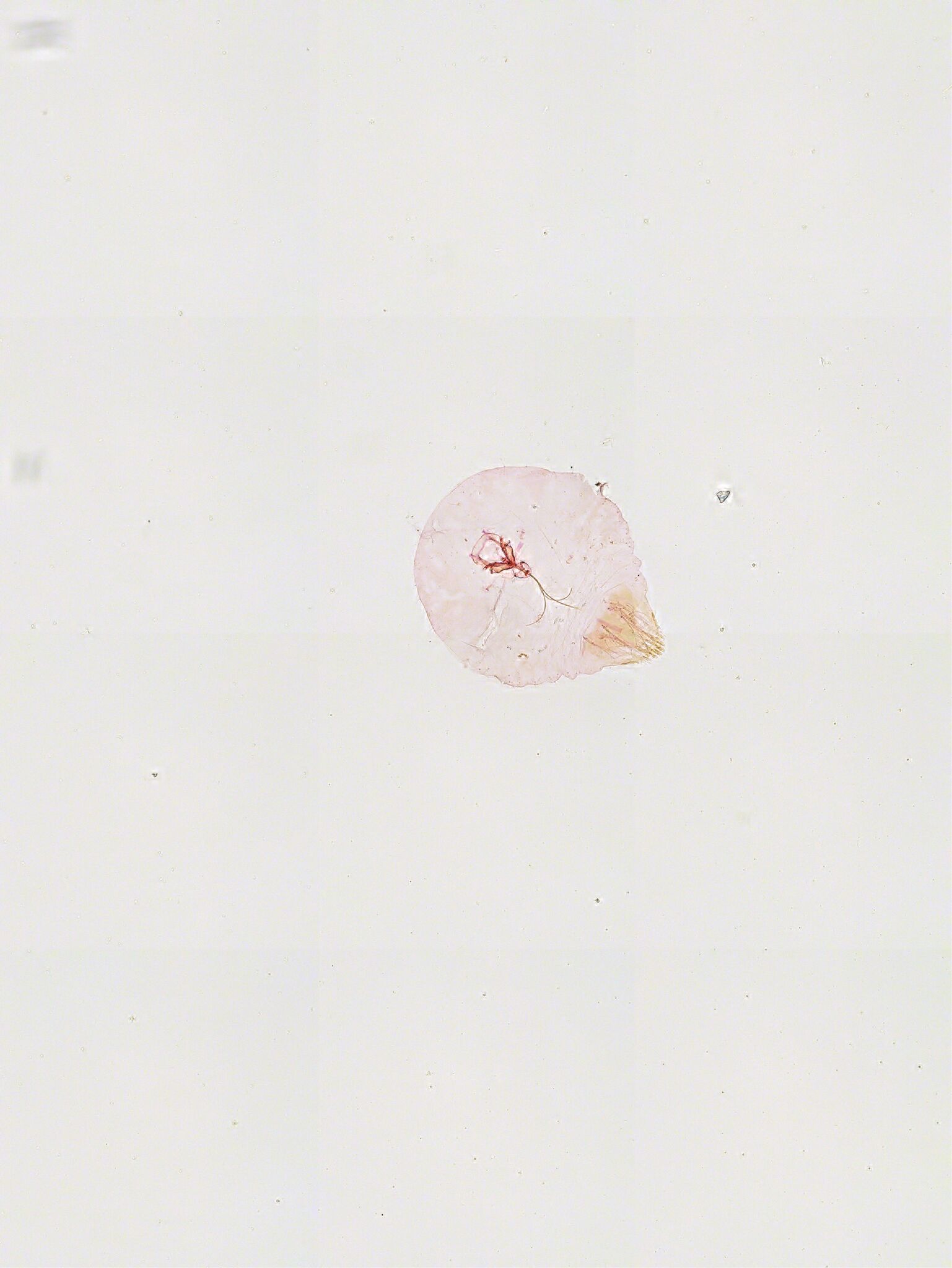 Chrysomphalus dictyospermi