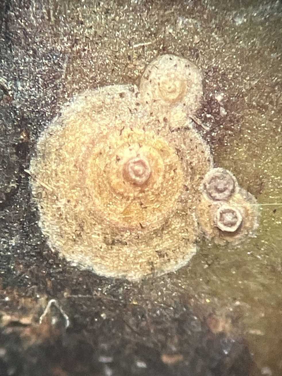 Chrysomphalus dictyospermi