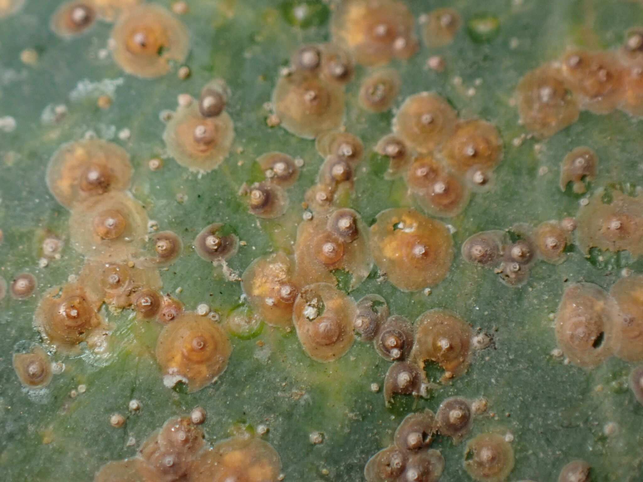 Chrysomphalus dictyospermi