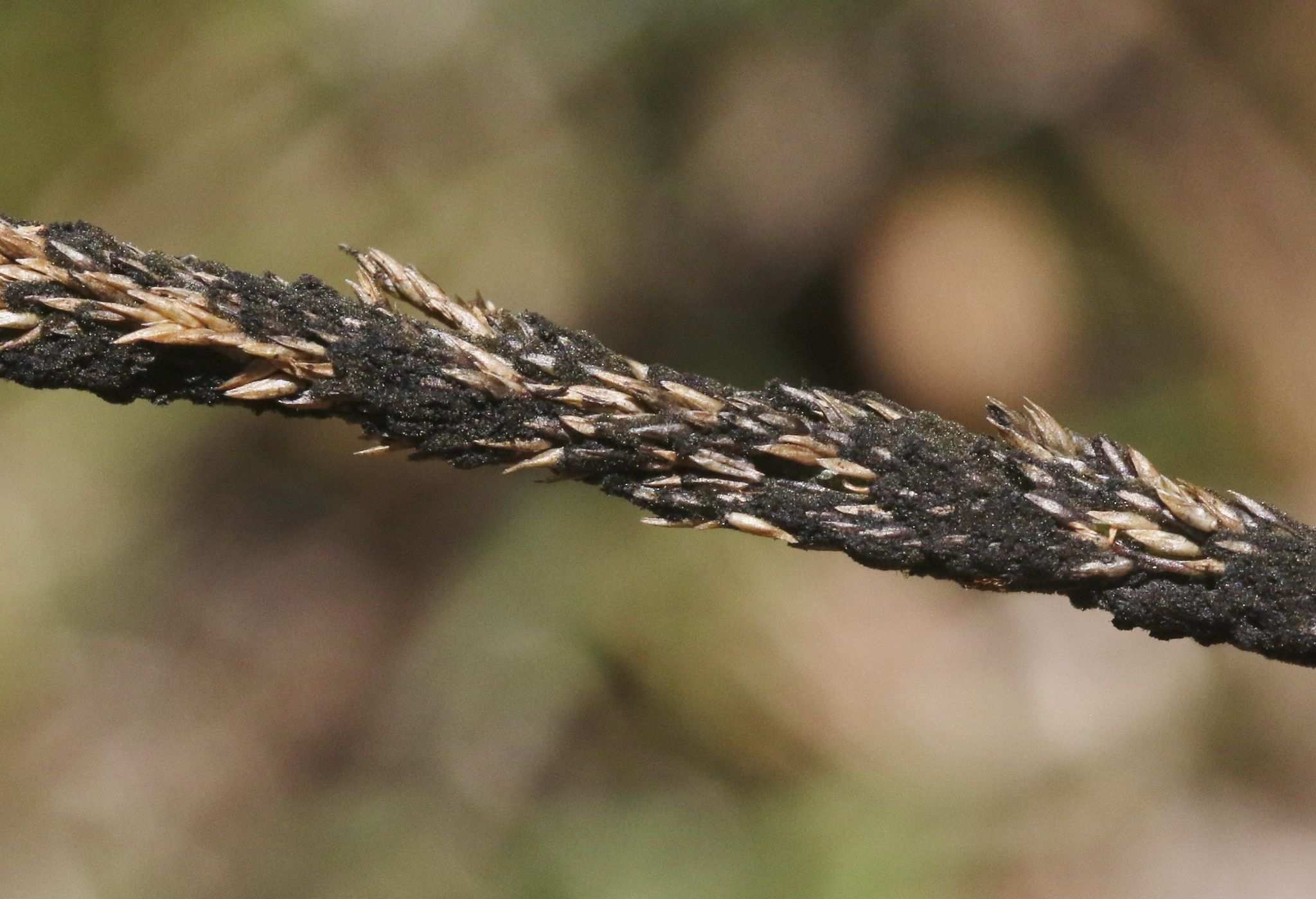 Curvularia ravenelii