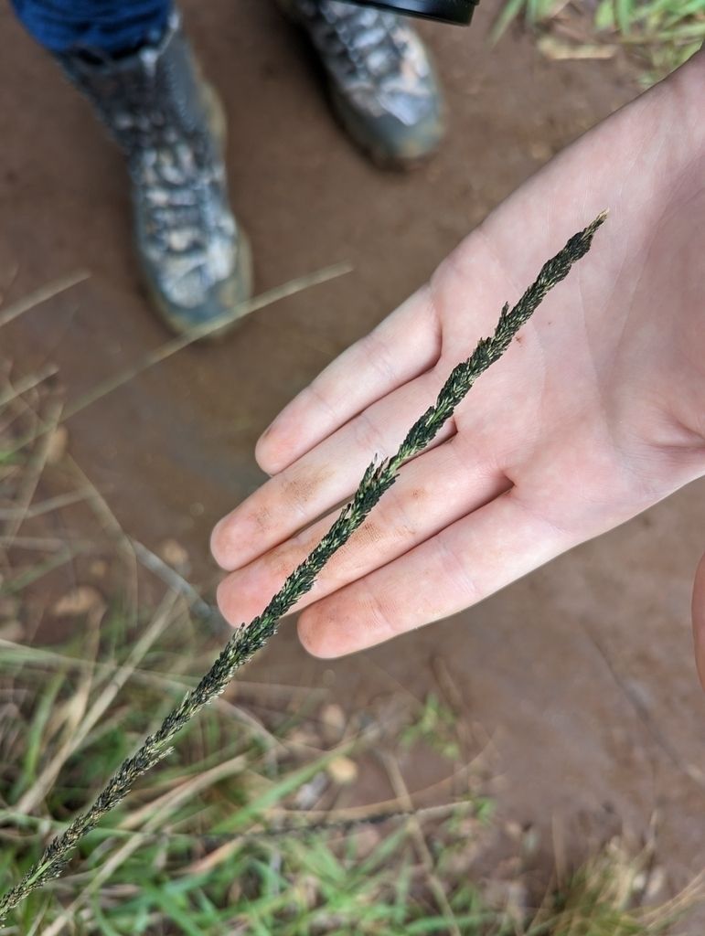 Curvularia ravenelii