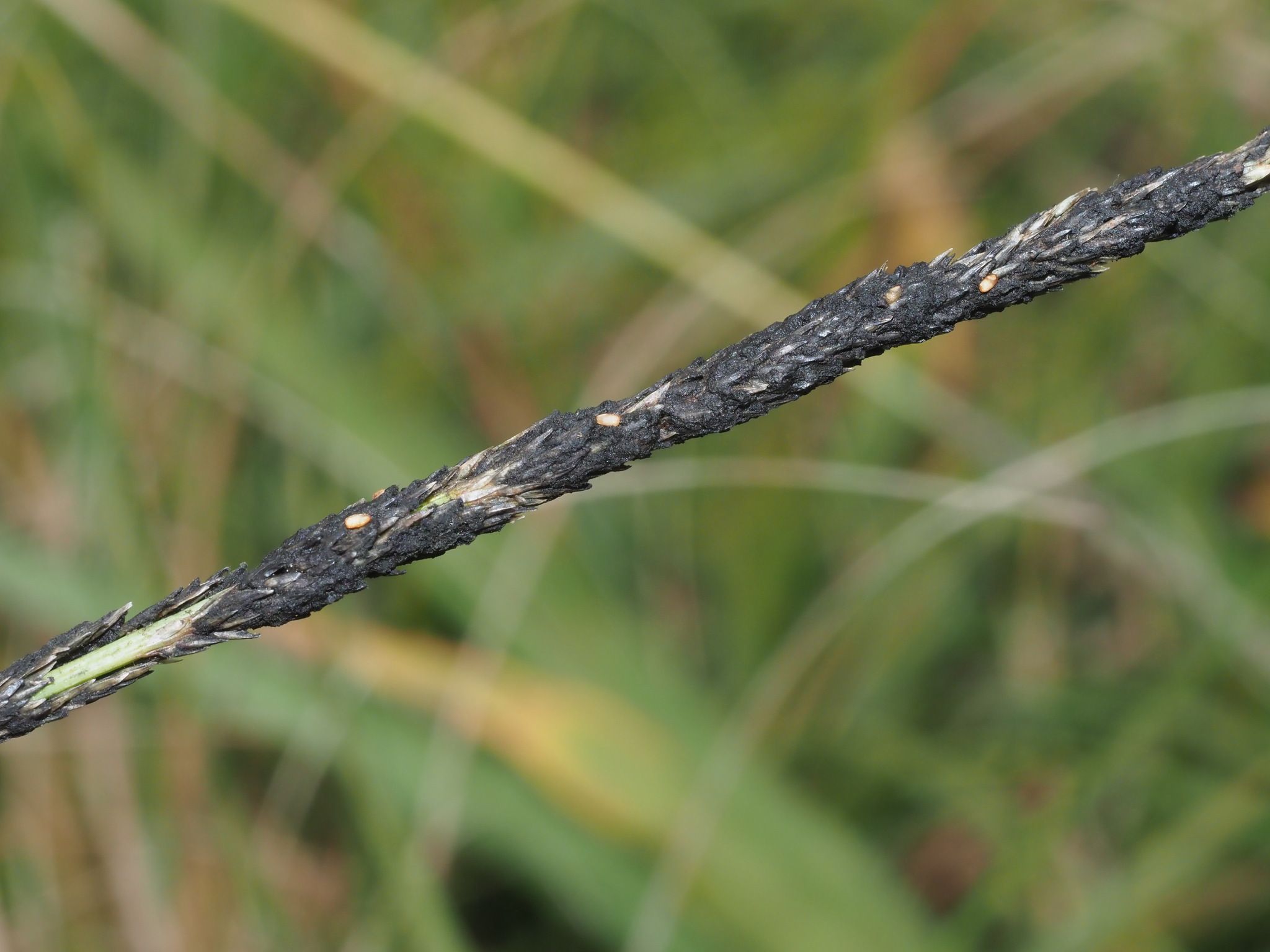 Curvularia ravenelii