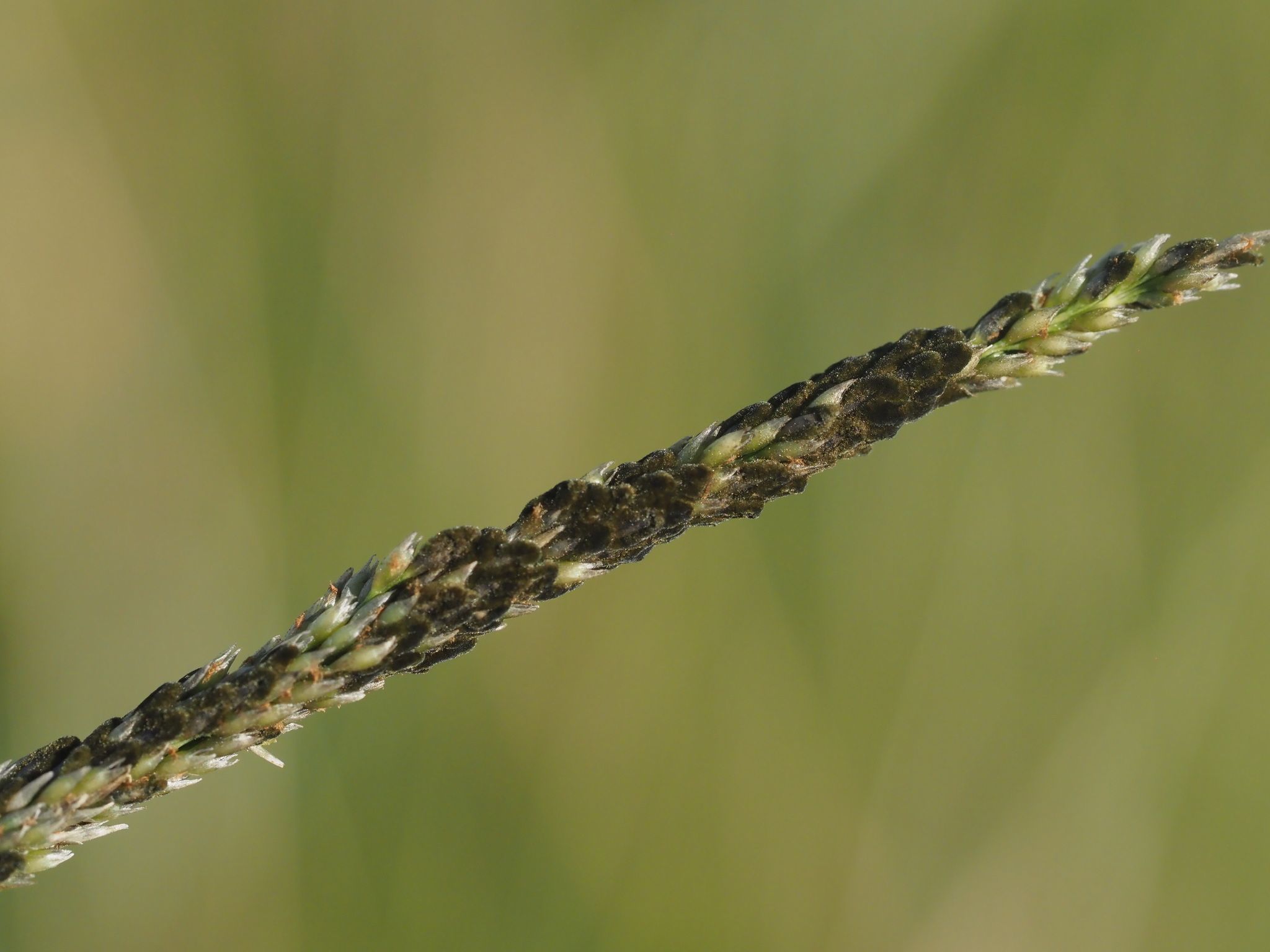 Curvularia ravenelii