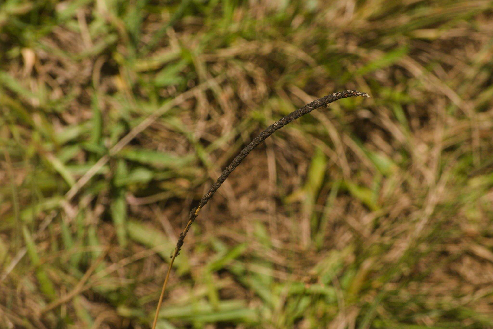 Curvularia ravenelii
