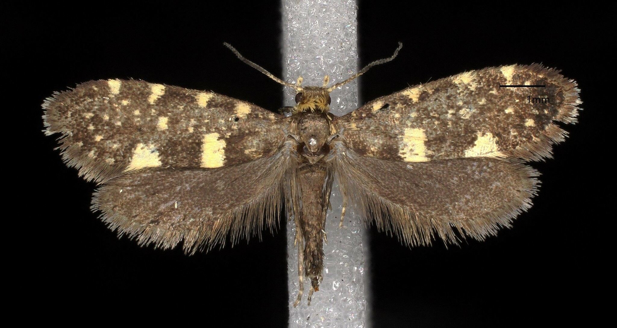 Lampronia corticella