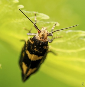 Lampronia corticella