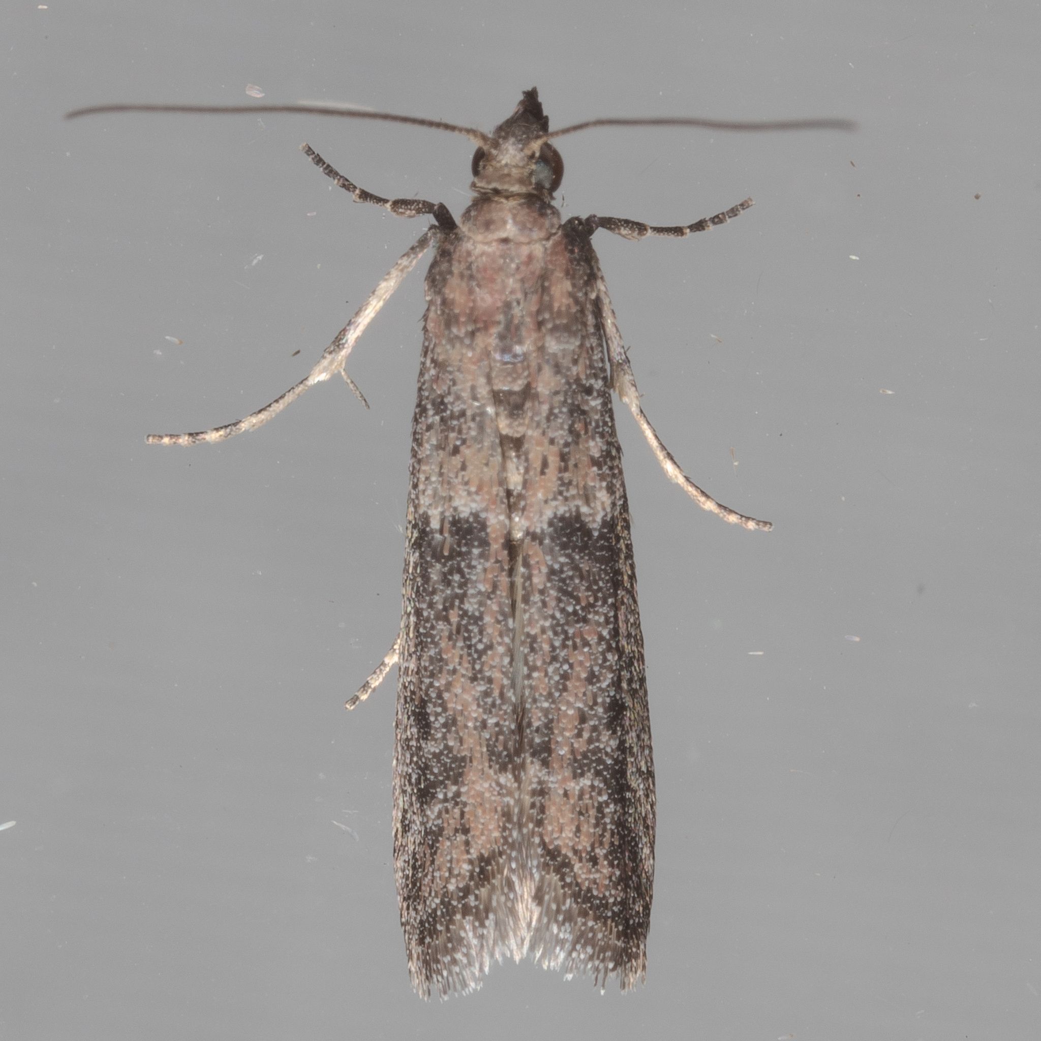 Ephestiodes