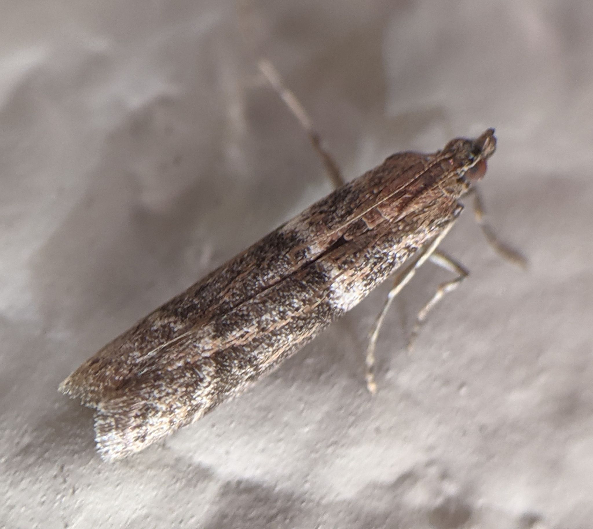Ephestiodes