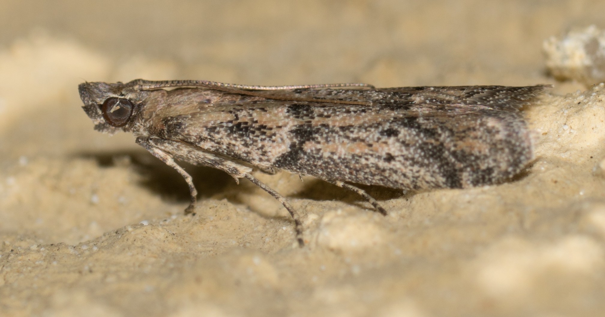 Ephestiodes