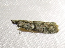 Ephestiodes