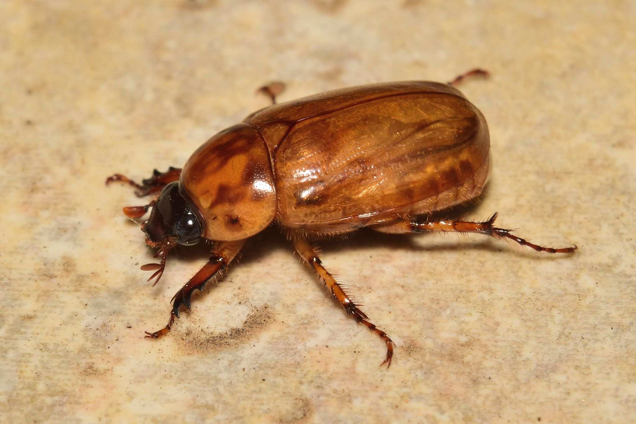 Cyclocephala lunulata