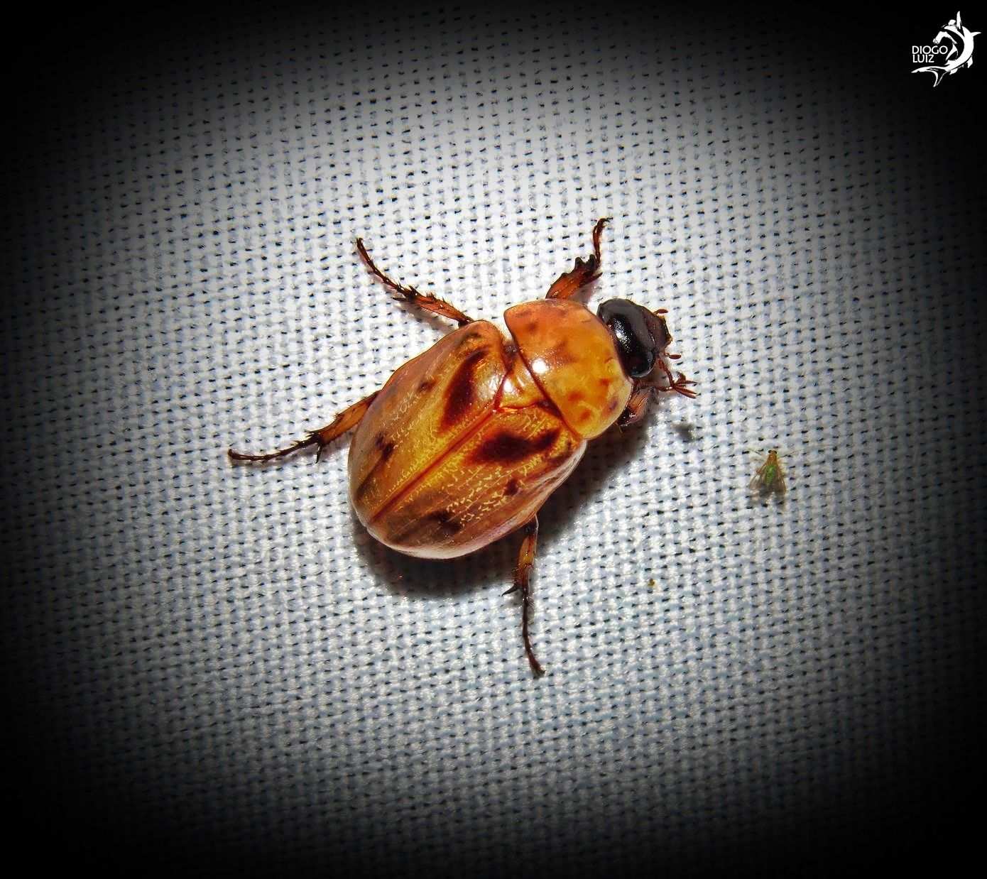 Cyclocephala lunulata