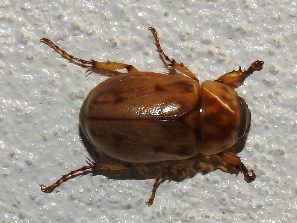 Cyclocephala lunulata